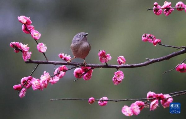 道正网 花开中国 - 海报新闻