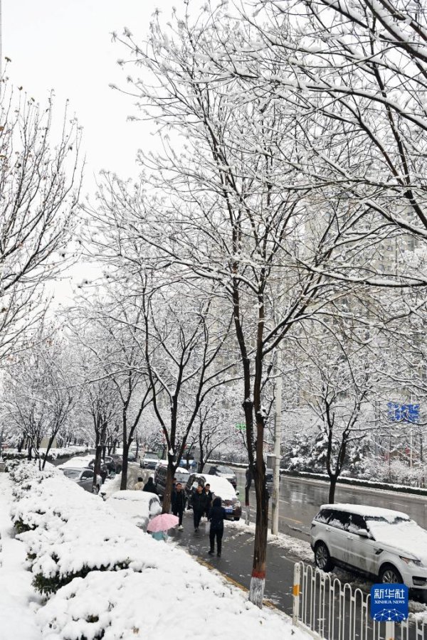 实倍网 山西太原：雪落枝头