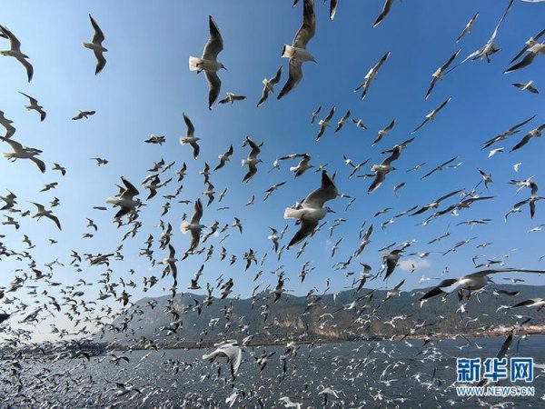 珺牛策略 壮观！滇池湖畔红嘴鸥漫天飞舞