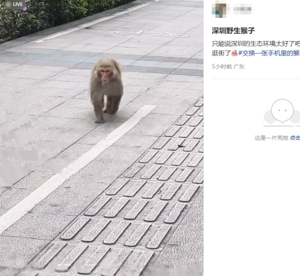 宝盈国际 深圳街头出现“猴哥”，网友：生态环境好，都出来逛街了